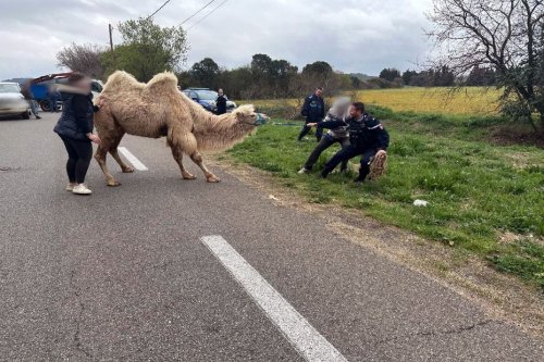 INSOLITE. Quand un chameau bloque la circulation sur une petite route de Camargue et doit être délogé par les gendarmes