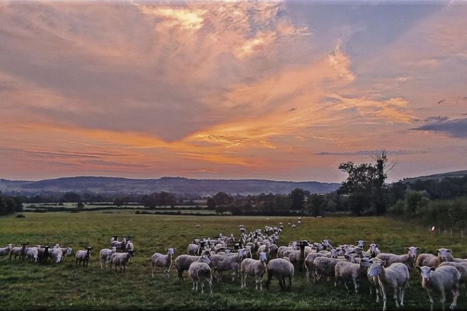 Un agriculteur se fait voler son troupeau : 200 à 250 moutons dérobés en une nuit, le chien de garde frappé
