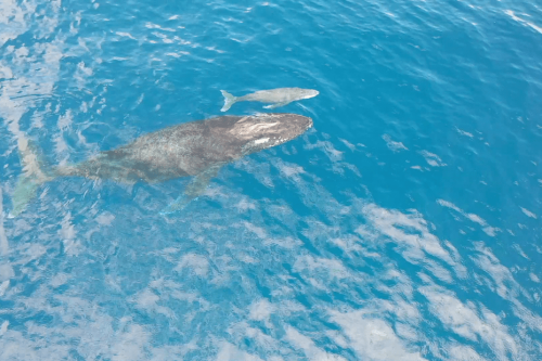 Découvrez de magnifiques images d'une baleine et son baleineau au cap Lahoussaye