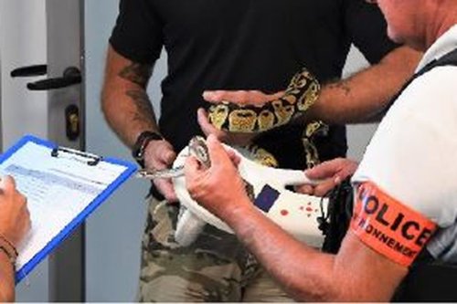 Saisie de 283 reptiles chez un groupe de personnes se livrant à une activité illégale en Guadeloupe et en Martinique - Guadeloupe la 1ère
