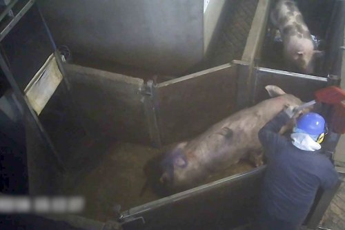 Maltraitance animale. L'abattoir de Briec condamné à 20.000 euros d'amende. Des peines de prison avec sursis pour 3 salariés