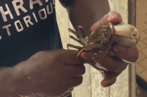 Pâques : le crabe, une tradition de la pêche à l'assiette