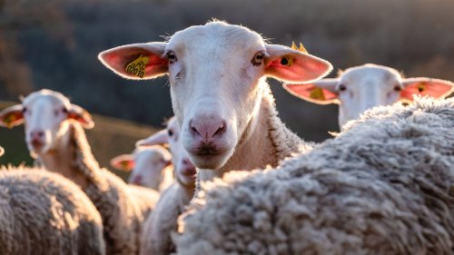 "Ils sautaient plus haut que les chèvres", en Grèce, un troupeau de moutons dévore 300 kilos de cannabis médical
