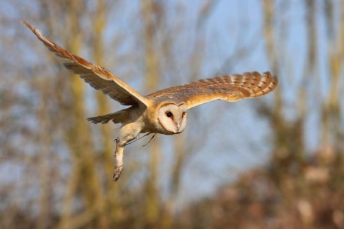 Nuit de la chouette 2023 : trois questions sur ces rapaces nocturnes, aussi fascinants que méconnus