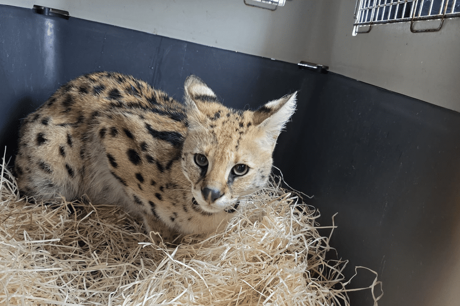 "C’est un animal sauvage et dangereux" : un serval découvert chez un particulier, le félin confié à un zoo