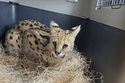 "C’est un animal sauvage et dangereux" : un serval découvert chez un particulier, le félin confié à un zoo