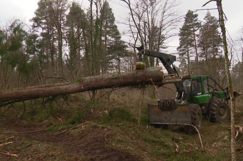 CARTE. Sécheresse : 600 épicéas malades abattus près d'Annecy, ils seront remplacés par des arbres moins gourmands en eau
