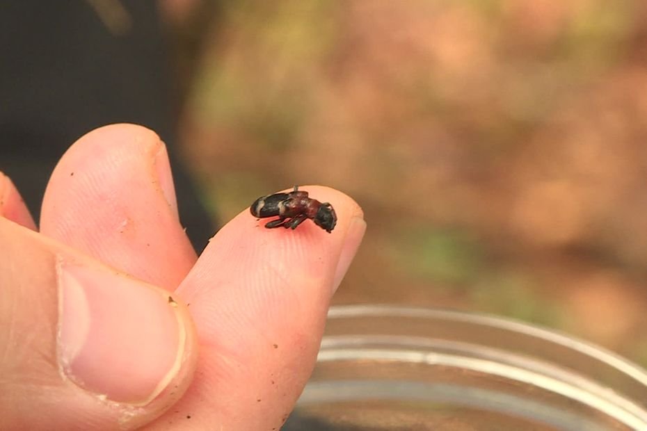 Forêts ravagées par les scolytes : quel est ce petit insecte qui pourrait amener un peu d'espoir ?
