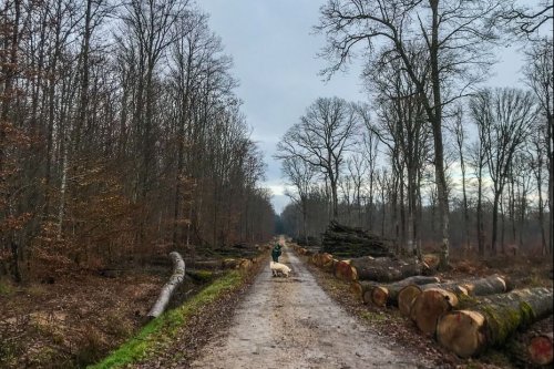 PATRIMOINE : Forêt d'Exception®, ce précieux label convoité par les forêts françaises