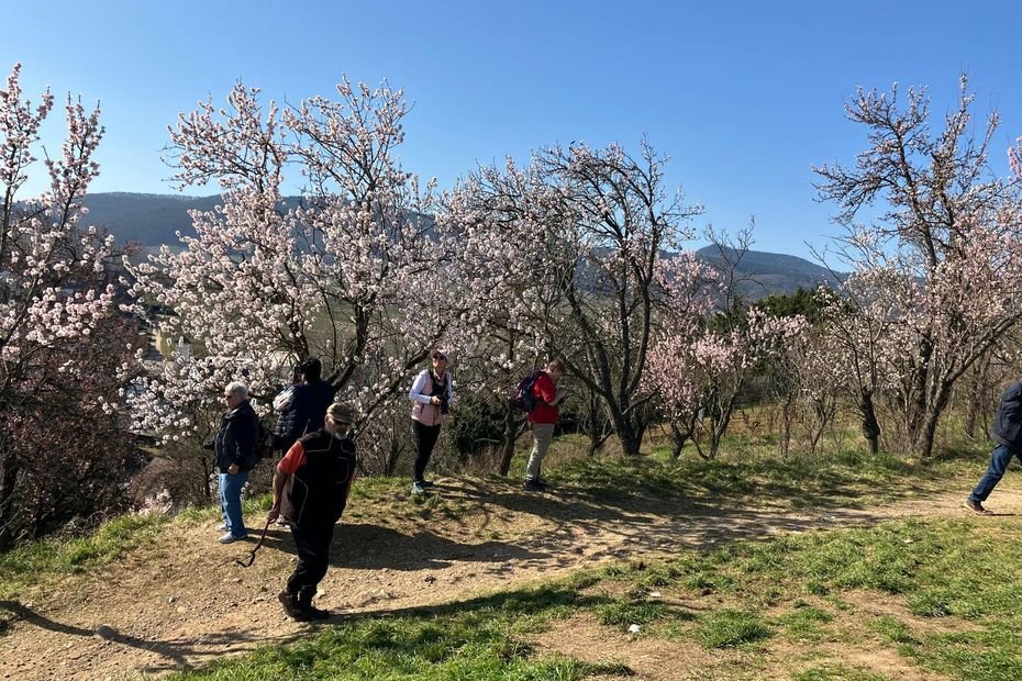 Des amandiers en fleurs, ce phénomène unique en Alsace remonte peut-être à Charlemagne, « on continue à perpétuer la tradition »