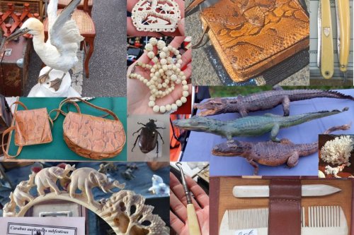 Sac en peau de python, ivoire d'éléphant, oiseaux protégés : impressionnante saisie d'objets illégaux dans une foire