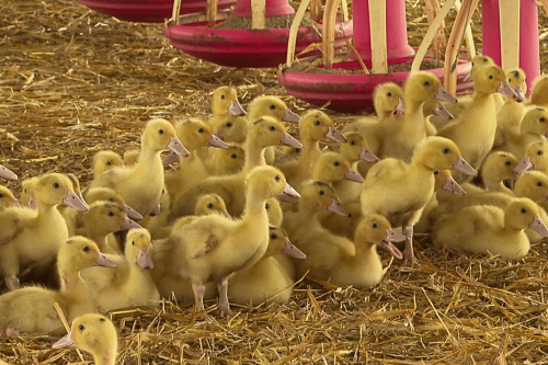 Grippe aviaire : le désengagement financier de l'état inquiète les éleveurs