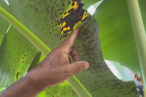 En Guadeloupe, la banane à l'épreuve de la cercosporiose