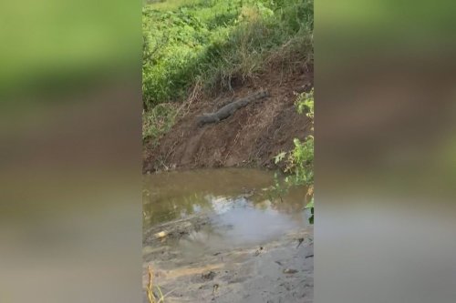 Des témoins confirment la présence de plusieurs crocodiles entre le canal et la baie du Lamentin - Martinique la 1ère
