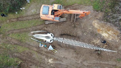 En Indre-et-Loire, la baleine monumentale de l’artiste Philippe Pasqua dénonce les effets du réchauffement climatique sur les océans
