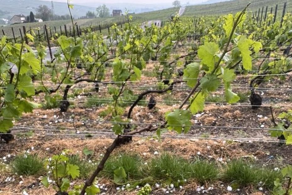 « C’est passé dans un broyeur », un orage cause d’importants dégâts dans les vignes en Champagne