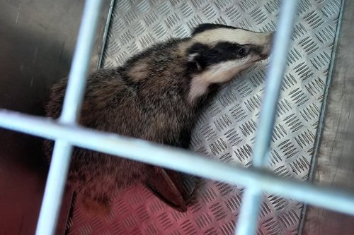 "Ça ressemble aux pièges à loup des dessins animés" : quand les pompiers sauvent un blaireau blessé par un piège interdit