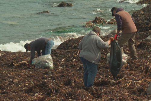 Pollution à Saint-Pierre et Miquelon : le collectif Caillou tout prop' consterné face à la quantité de déchets - Saint-Pierre et Miquelon la 1ère
