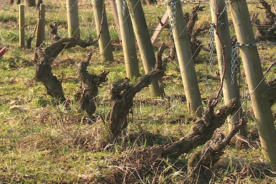 « Il assumera les conséquences » : celui qui a vandalisé des vignes de Meursault au sécateur a fini par se dénoncer