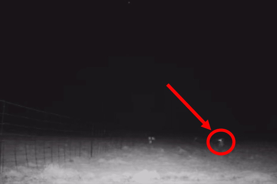 VIDÉO. Sa caméra de chasse filme un loup près de son troupeau : « le filet a protégé nos brebis, mais jusqu’à quand ? »