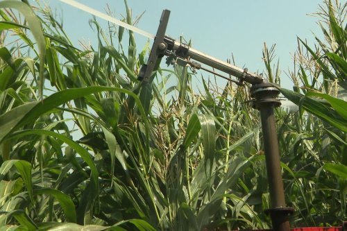 Hautes-Pyrénées : des producteurs de maïs contre l'utilisation de l'eau d'irrigation pour maintenir le niveau du fleuve Adour