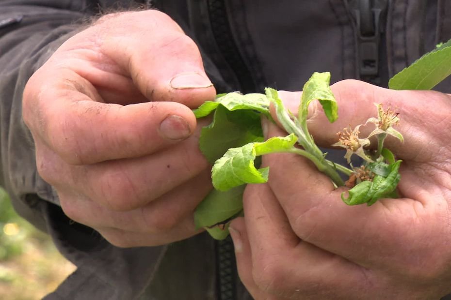 « On a besoin du coup de pouce des insecticides ! » Les producteurs de pomme lancent l’alerte aux pucerons cendrés dans les vergers du Limousin