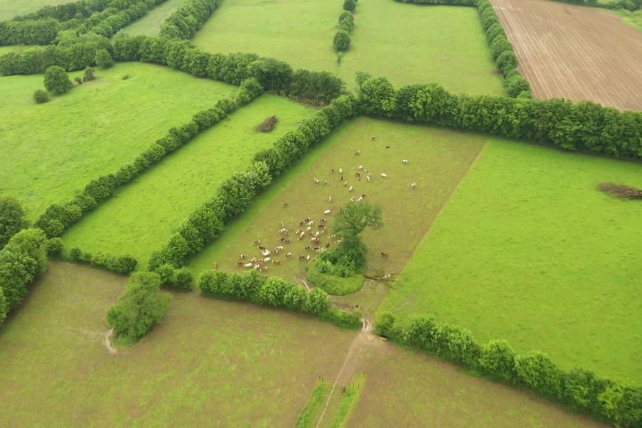 « Elles ont une importance capitale » : les haies, un patrimoine agricole et environnemental en péril