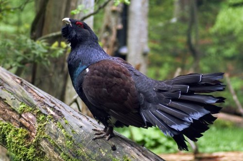Réintroduction du grand tétras dans les Vosges : un "nouvel échec cuisant", après un nouvel oiseau mort ?
