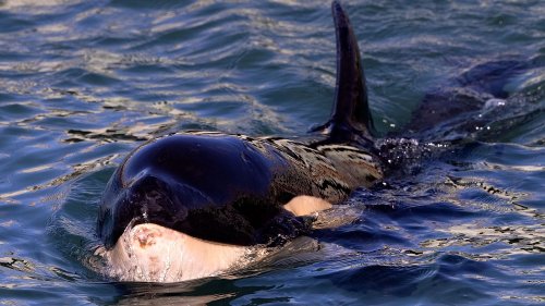 L'orque dans la Seine est "affaiblie mais pas à l'agonie, on peut lui porter assistance", assure un spécialiste des cétacés