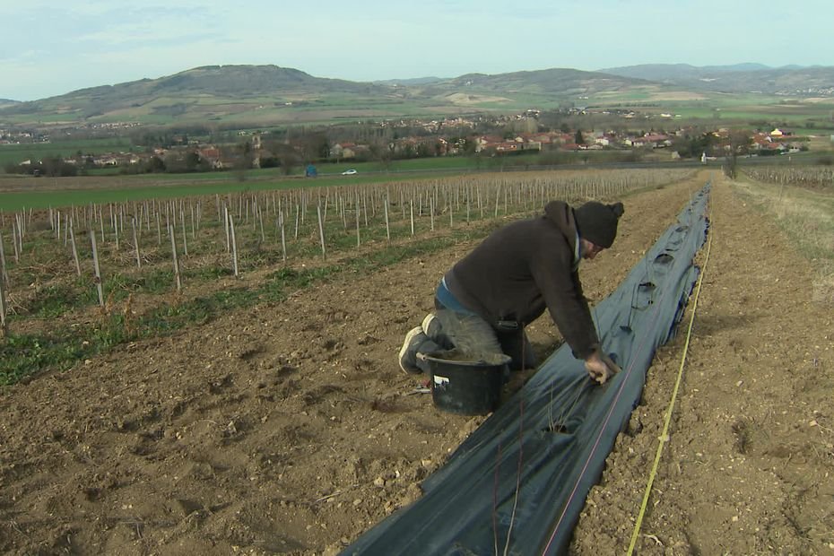 « Rien pour le bio » : des défenseurs de l’agriculture biologique déçus par la loi d’orientation agricole