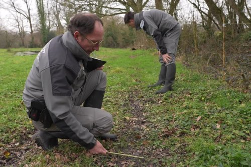 Loup y es-tu ? Empreintes, ADN, photos : quand les experts de l'OFB traquent les indices de sa présence