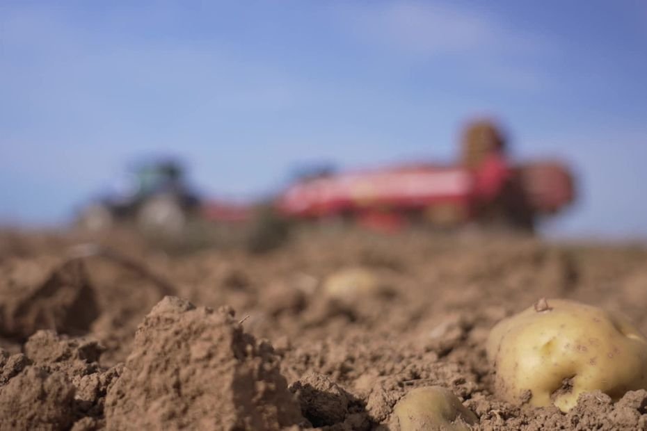 « J’ai un meilleur revenu » : quand l’agriculture de la pomme de terre alimentaire est privilégiée à celle de la fécule