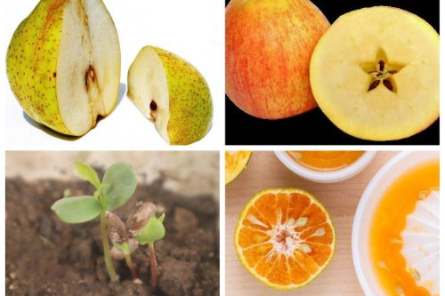 Jardinage : comment semer des pépins de pomme de poire et de …