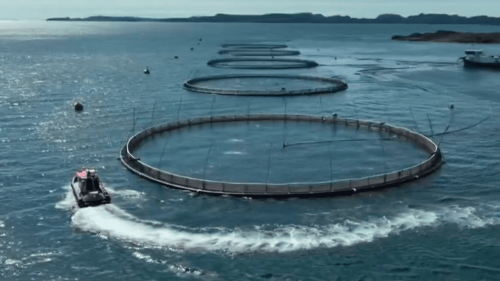 Norvège : la taxe de la discorde autour de la production de saumon