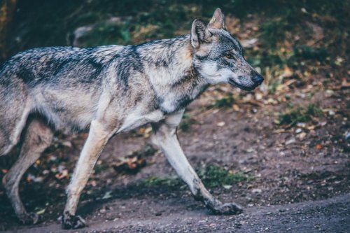 Des analyses ADN confirment le retour du loup en Normandie