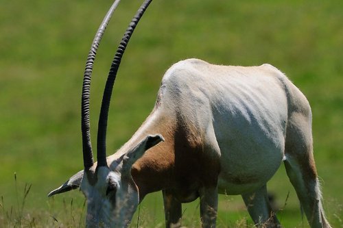 Haute-Vienne : l’oryx algazelle, espèce éteinte dans la nature, sauvegardée dans le Limousin
