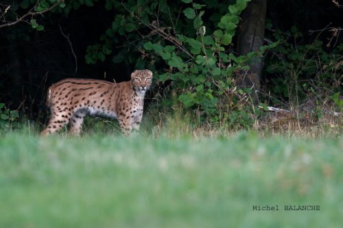 Un lynx sans oreilles photographié dans le Doubs interroge sur la diversité génétique de l'espèce