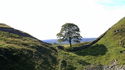 Vidéo Royaume-Uni : l’arbre de "Robin des Bois" abattu, un sexagénaire interpellé