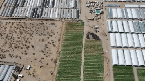Californie : au cœur des fermes clandestines des "narcos"