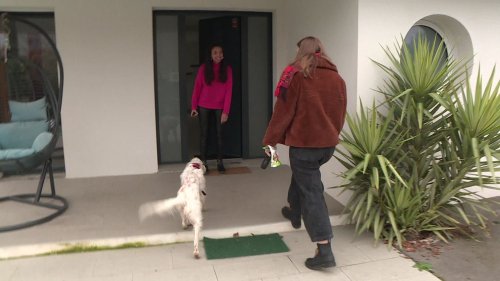 Une application réunit propriétaires de chiens et personnes souhaitant passer du temps avec des toutous