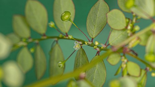 Une alternative à l'extraction minière du nickel : la Malaisie cultive une plante capable d'absorber le métal