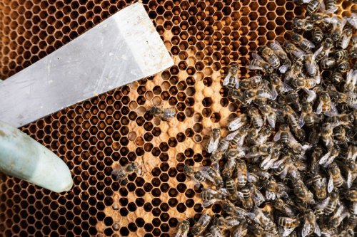 Un apiculteur se fait voler plus de la moitié de ses ruches près de Limoges