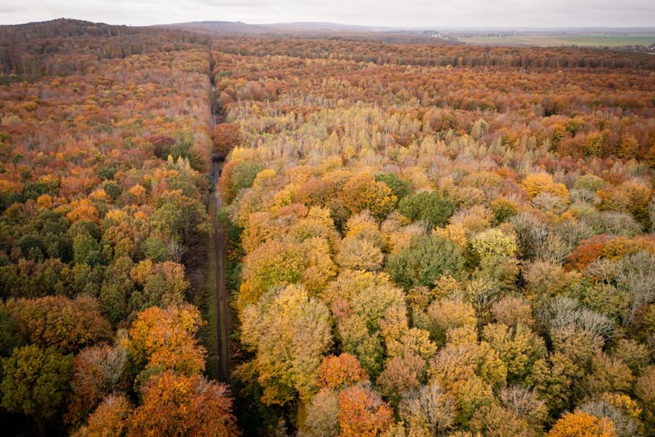 La forêt de Retz, la préférée de François Ier : "ses lisières n’ont quasiment pas changé depuis le Moyen Âge"