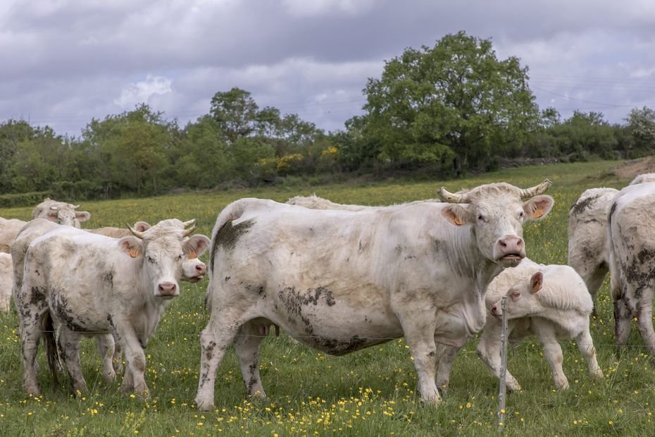 Maltraitance animale : 180 bêtes saisies chez un agriculteur, des vaches « complètement sauvages » ont « chargé un opérateur »