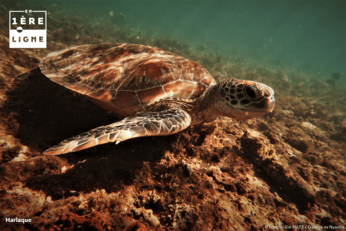 TÉMOIGNAGE. Mayotte : les tortues en détresse