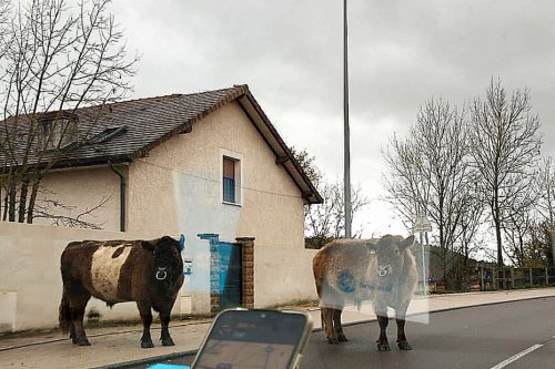 Insolite : deux bœufs en divagation aperçus sur la route du lac Kir à Dijon