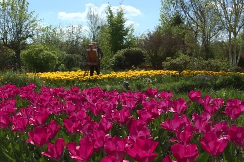 Il ouvre son jardin privé de 12 000 tulipes au grand public : "il n'y aurait jamais eu de jardin s'il n'y avait pas eu la peinture"