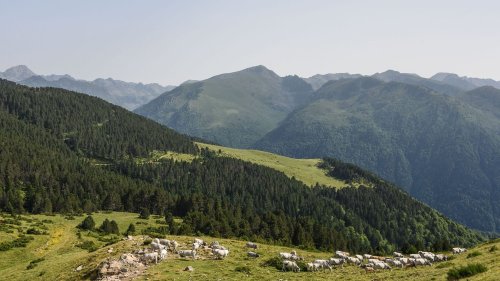 Ourse tuée en Ariège : une information judiciaire pour "destruction d'une espèce protégée" et "chasse illégale dans une réserve"