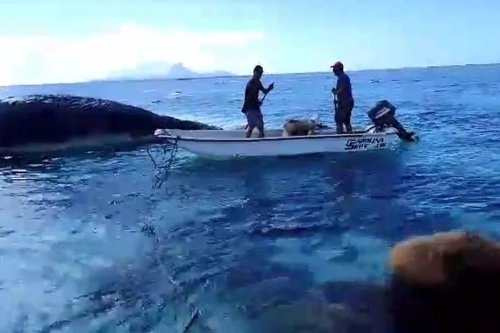 Baleineau mort sur le récif de Tahaa : des pêcheurs l'ont évacué vers le large