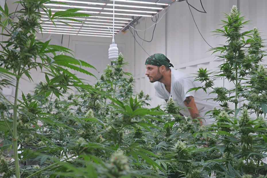 Cannabis thérapeutique : est-on prêt à deux mois du lancement de la phase pilote ?